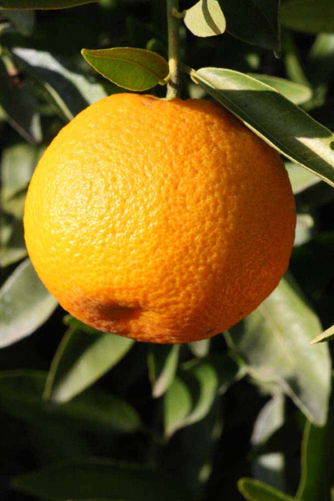              Fruit (Riverside, CA)       